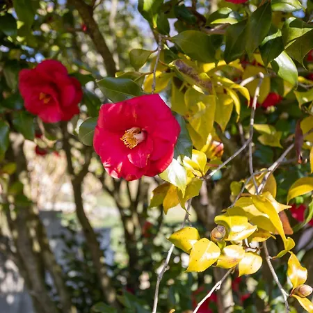 La Cascina Dei Ciliegi דירה ארונה